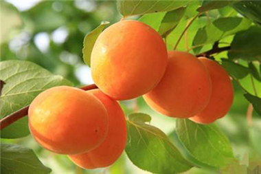 Apricot