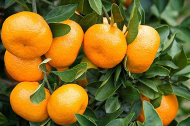 Mandarin Oranges