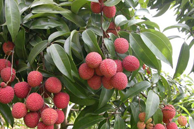 Lychees