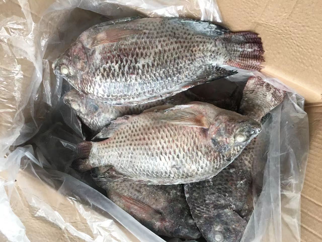 Tilapia