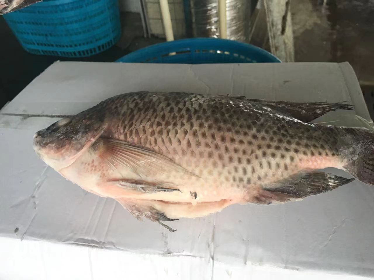 Tilapia