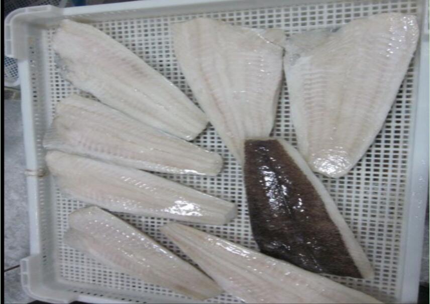 Frozen wild caught Kamchatka  flounder fillets